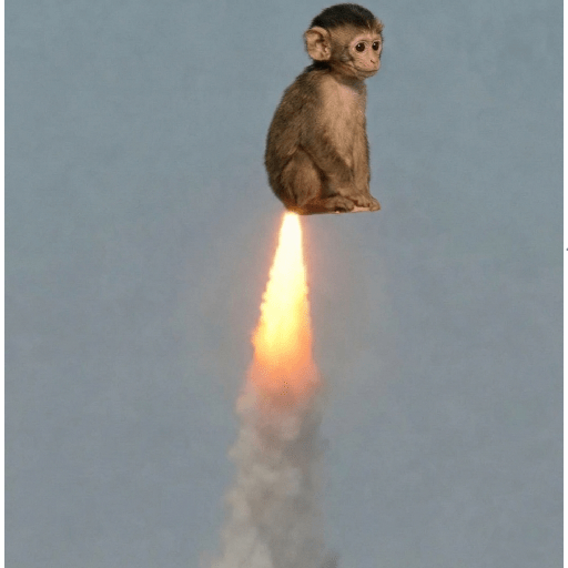 Macaquinhos 🦧🐒 8