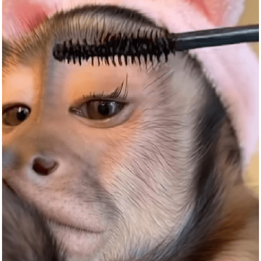 Macaquinhos 🦧🐒 9