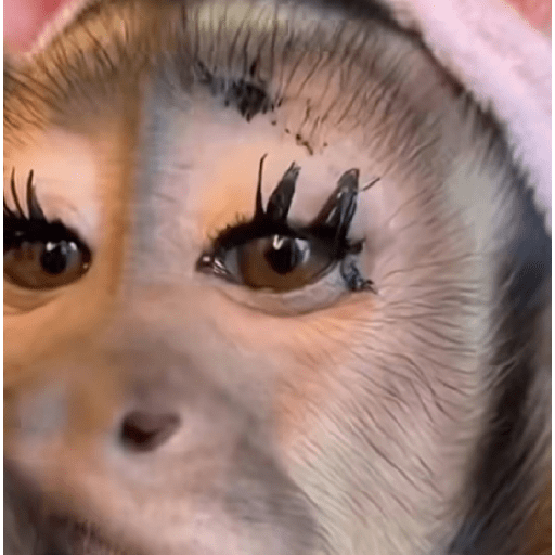 Macaquinhos 🦧🐒 10