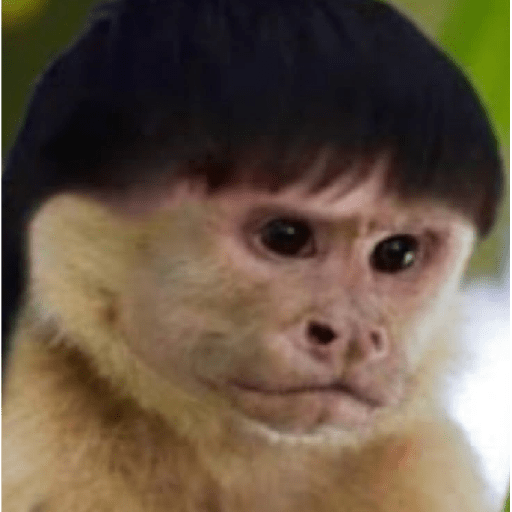 Macaquinhos 🦧🐒 11