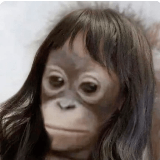 Macaquinhos 🦧🐒 13