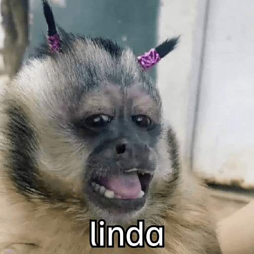 Macaquinhos 🦧🐒 16