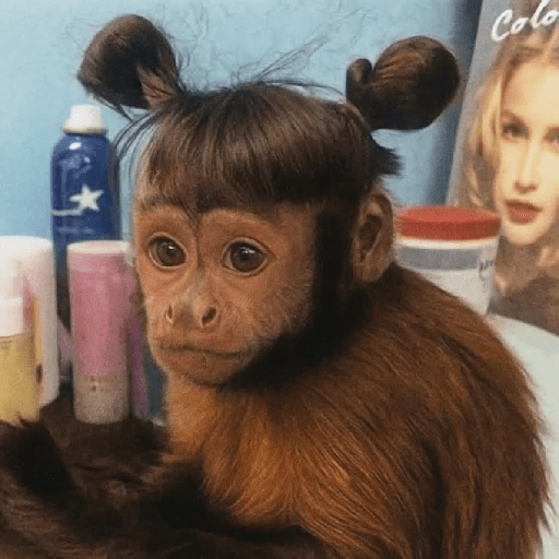 Macaquinhos 🦧🐒 18