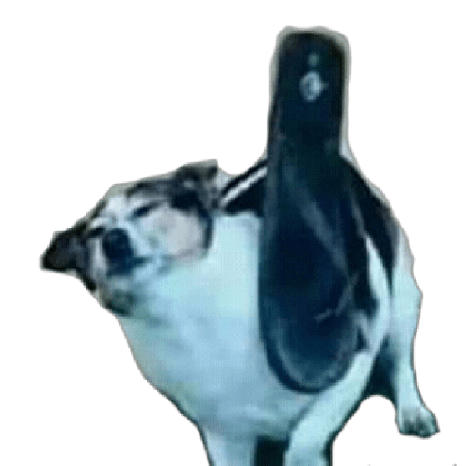 Sorpresa susto y desagrado 11