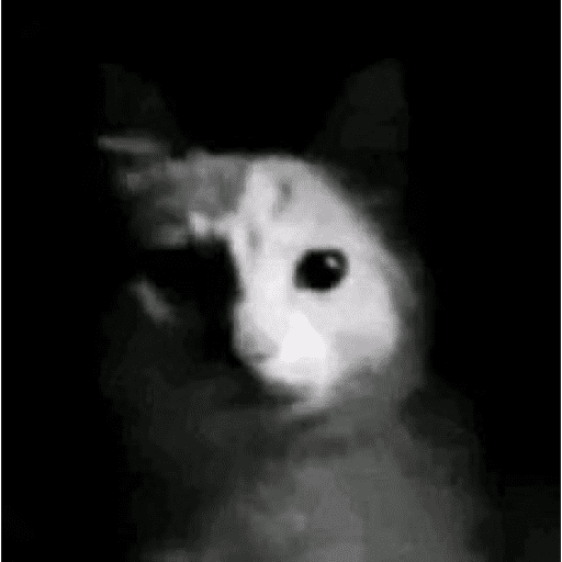 Night Cat
