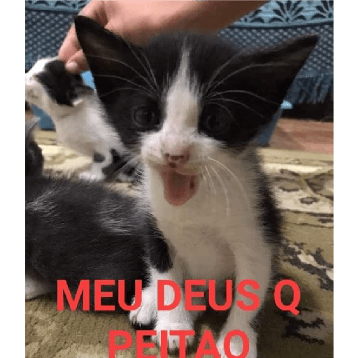 Miau 7