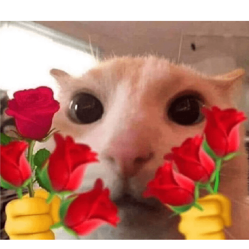Miau 8