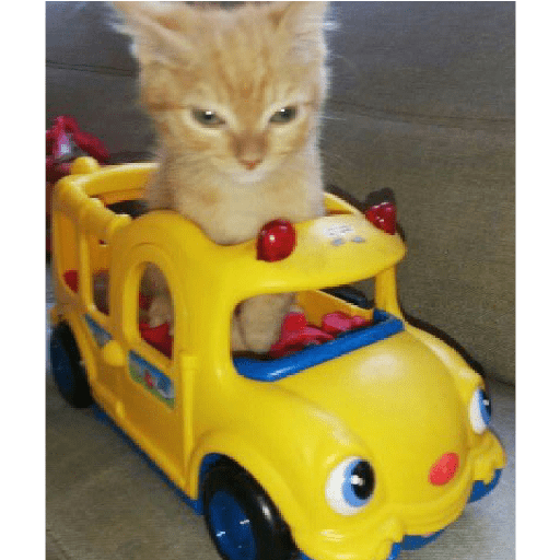 Miau 10