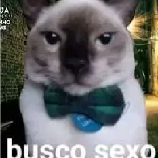 Miau 11