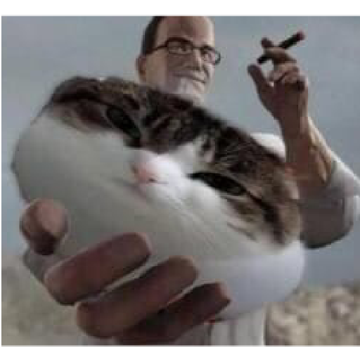 Miau 12