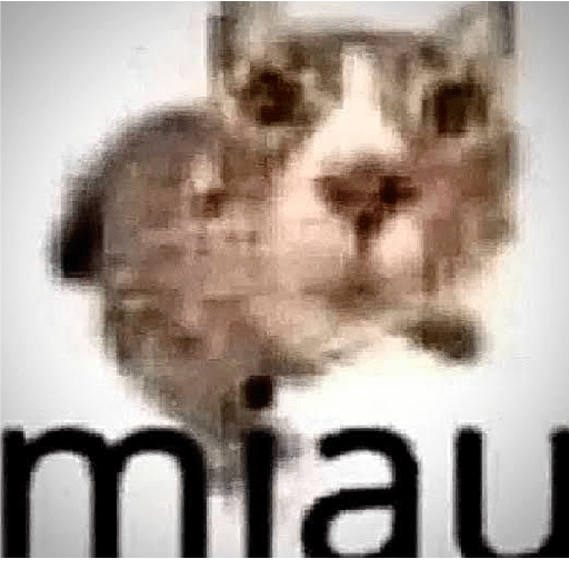 Miau 13