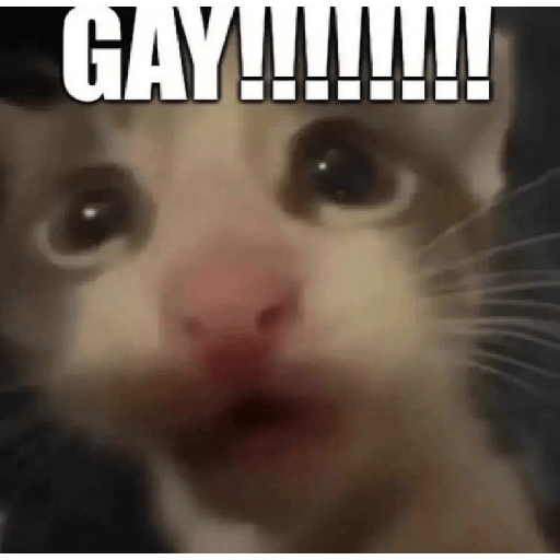 Miau 15