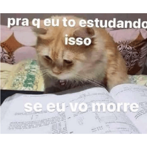 Miau 17