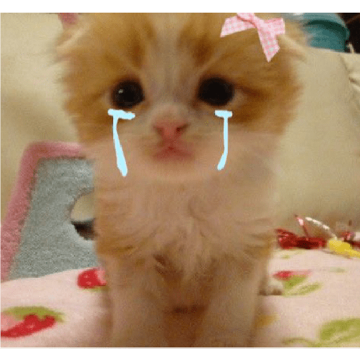 Miau 19