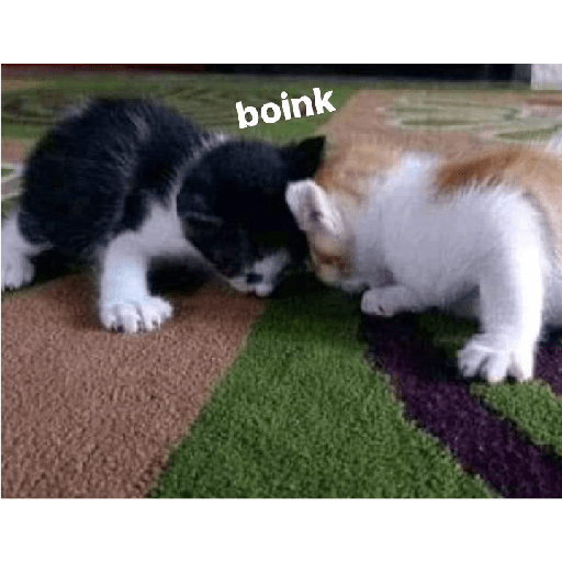 Miau 20