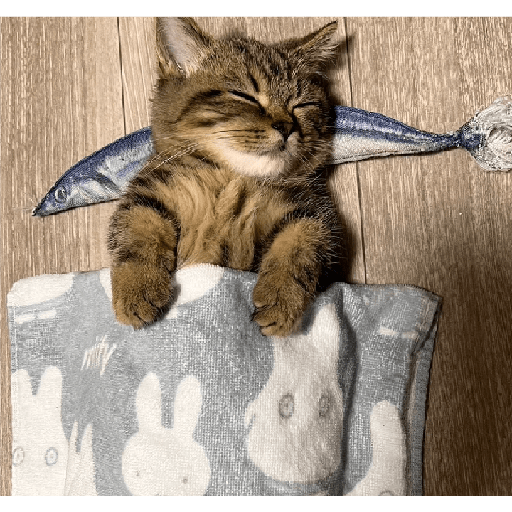 Miau 21