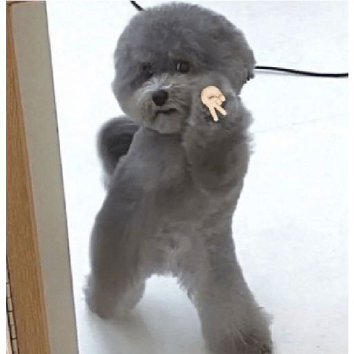 Miau 22