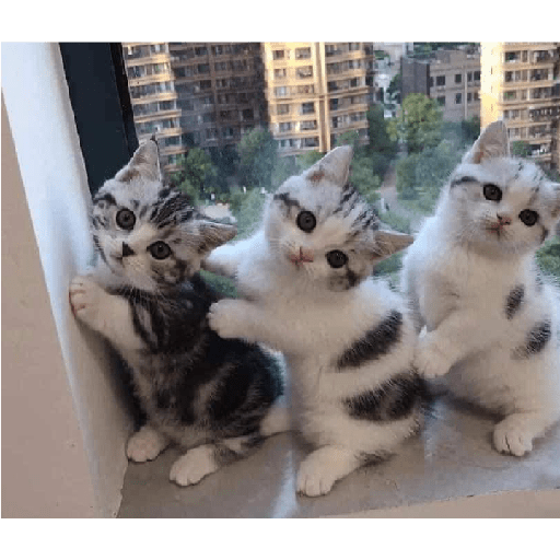 Miau 23