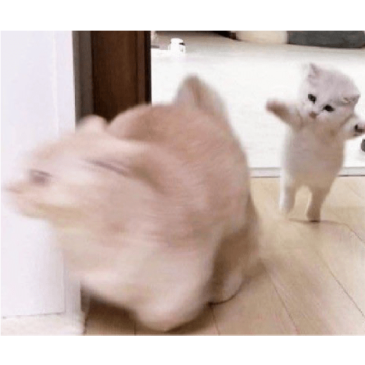 Miau 24