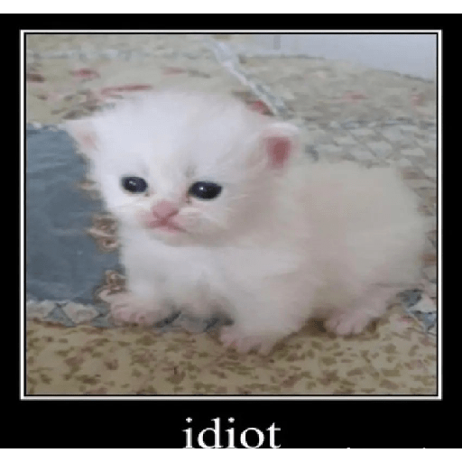Miau 25