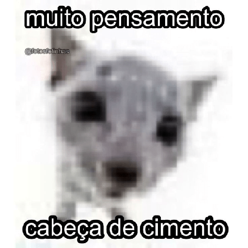 Miau 29