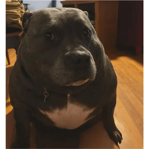 Lilo 6