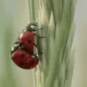ɱҽɱҽʂ ɾAռԃօɱ ᠅ 28