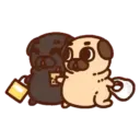 Pug  Mov 24