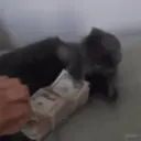 ɱҽɱҽʂ ɾAռԃօɱ ᠅ 11