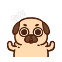Pug  Mov 21