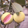Aesthetic Food 3 11