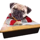 Mascotas ♡ Funny 22