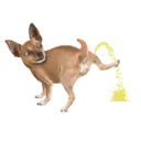 Mascotas ♡ Funny 19