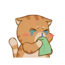 Gatito 15