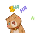 Gatito 26
