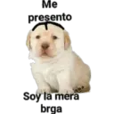 Puppy 11