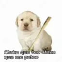 Puppy 21