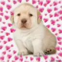Puppy 12
