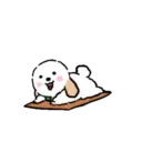 DOG CUTE 18