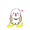 DOG CUTE 23