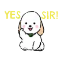 DOG CUTE 13