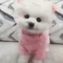 Puppy 卩ㄖ爪乇尺卂几丨卂几 Mov 13