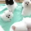 Puppy 卩ㄖ爪乇尺卂几丨卂几 Mov 18