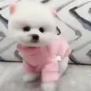 Puppy 卩ㄖ爪乇尺卂几丨卂几 Mov 21