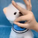 Puppy 卩ㄖ爪乇尺卂几丨卂几 Mov 26