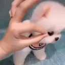 Puppy 卩ㄖ爪乇尺卂几丨卂几 Mov 6