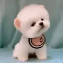 Puppy 卩ㄖ爪乇尺卂几丨卂几 Mov 17