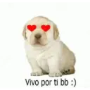 Puppy 7