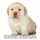 Puppy 9