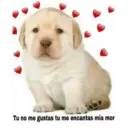 Puppy 19